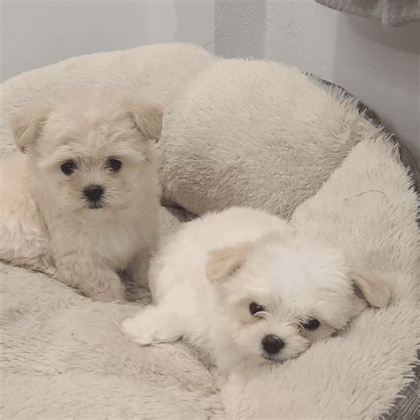 Male and Female Pomeranian <b>Puppies</b>. . Puppies for sale san jose